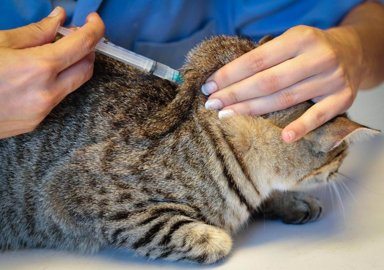 Как сделать укол кошке: внутримышечно, в бедро, холку, подкожно, самостоятельно, в домашних условиях