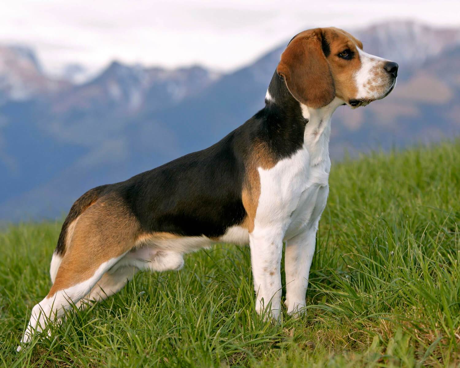 Собака бигль — характеристика породы, плюсы и минусы