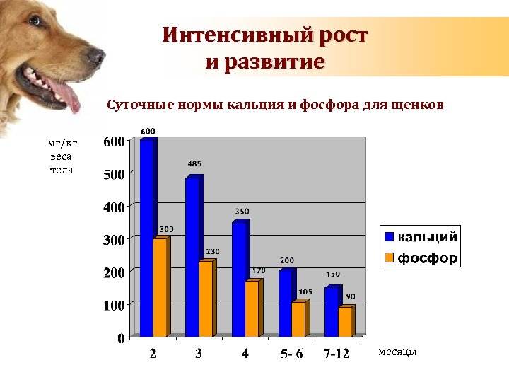 Средняя продолжительность жизни собак шарпеев дома: от чего зависит