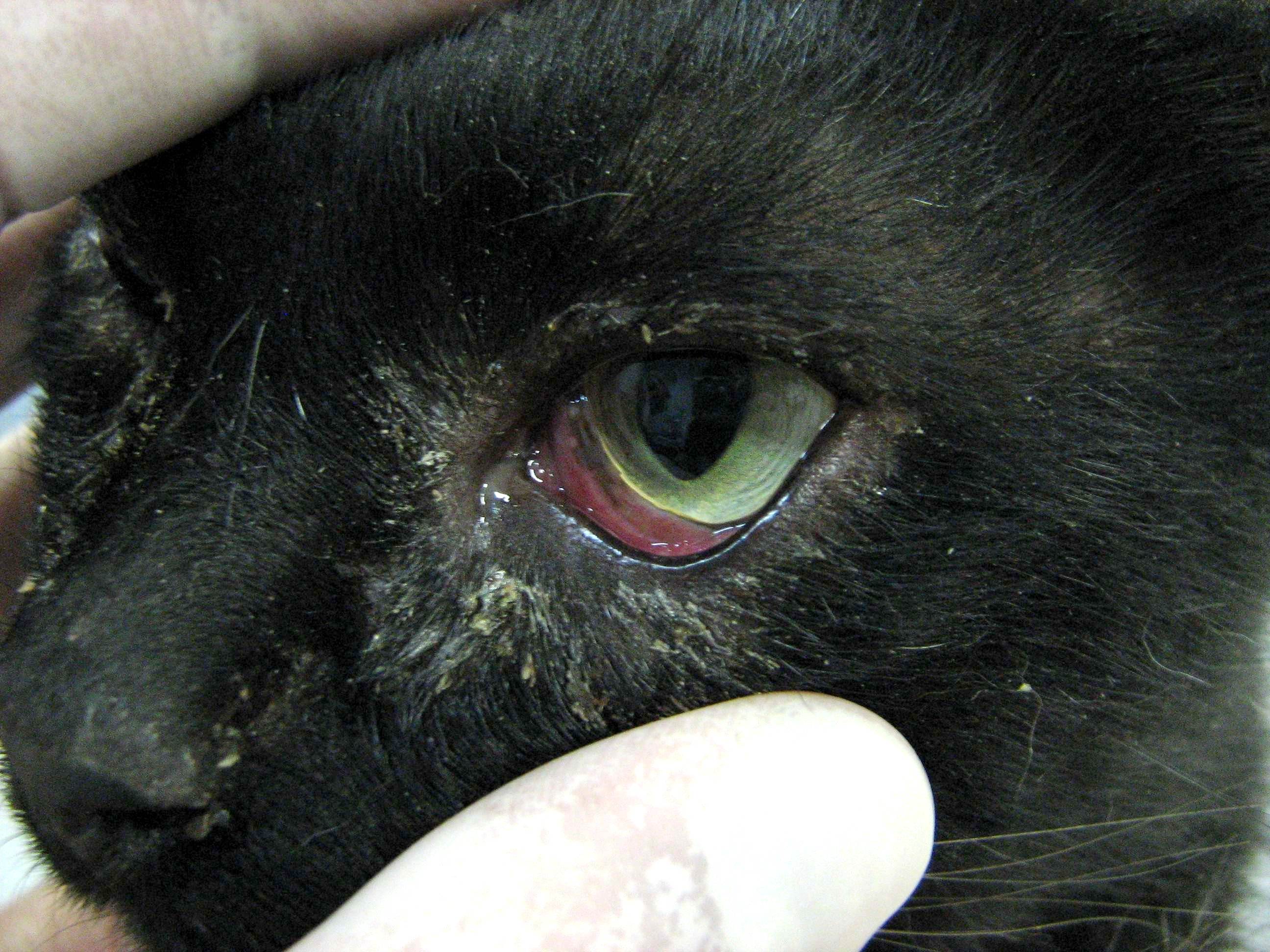 Травма глаза у кошки • травма глаза когтем zoo-vision™ зоовижн™