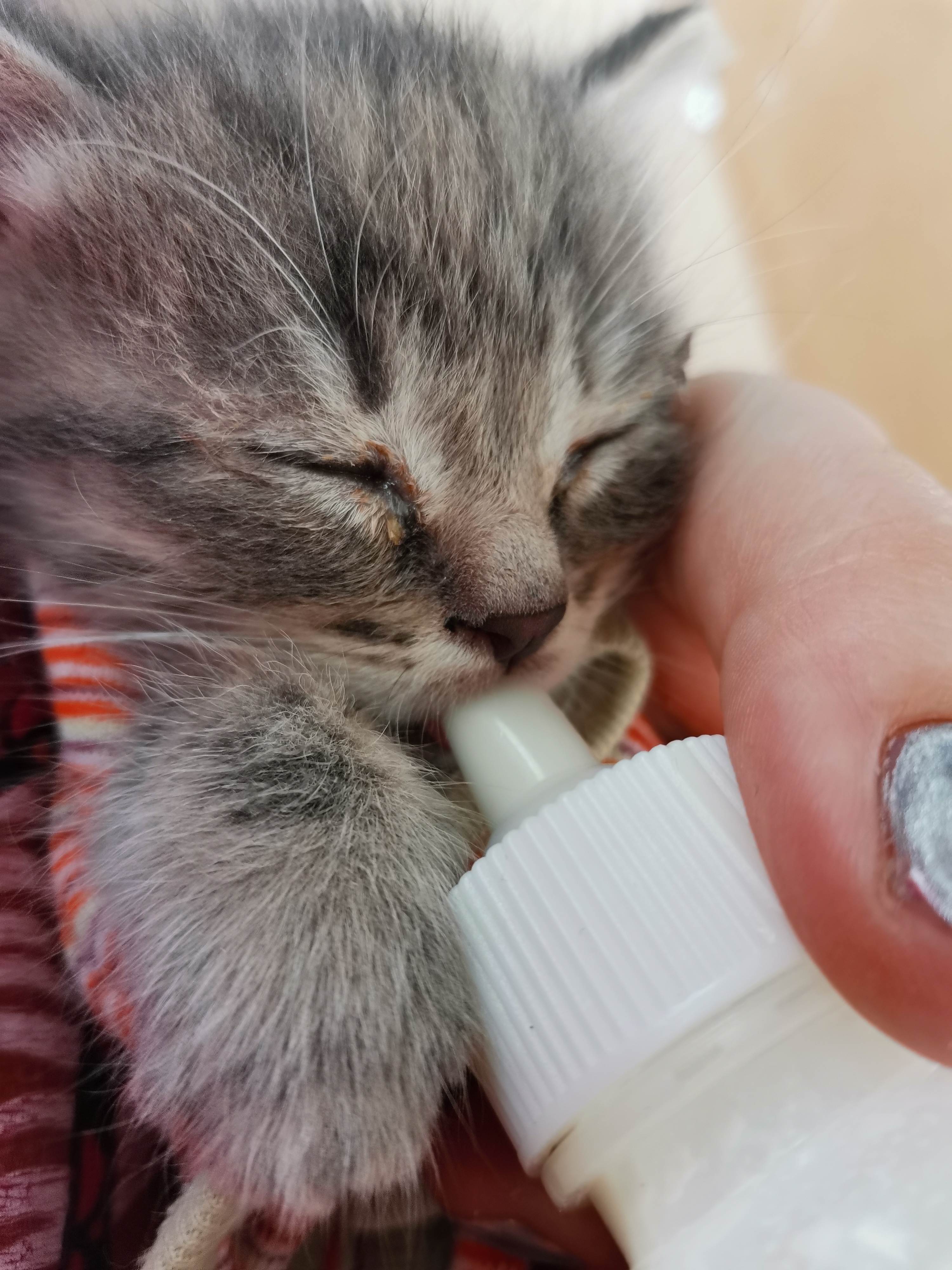 Чем и как промыть глаза котенку | кошке, в домашних условиях