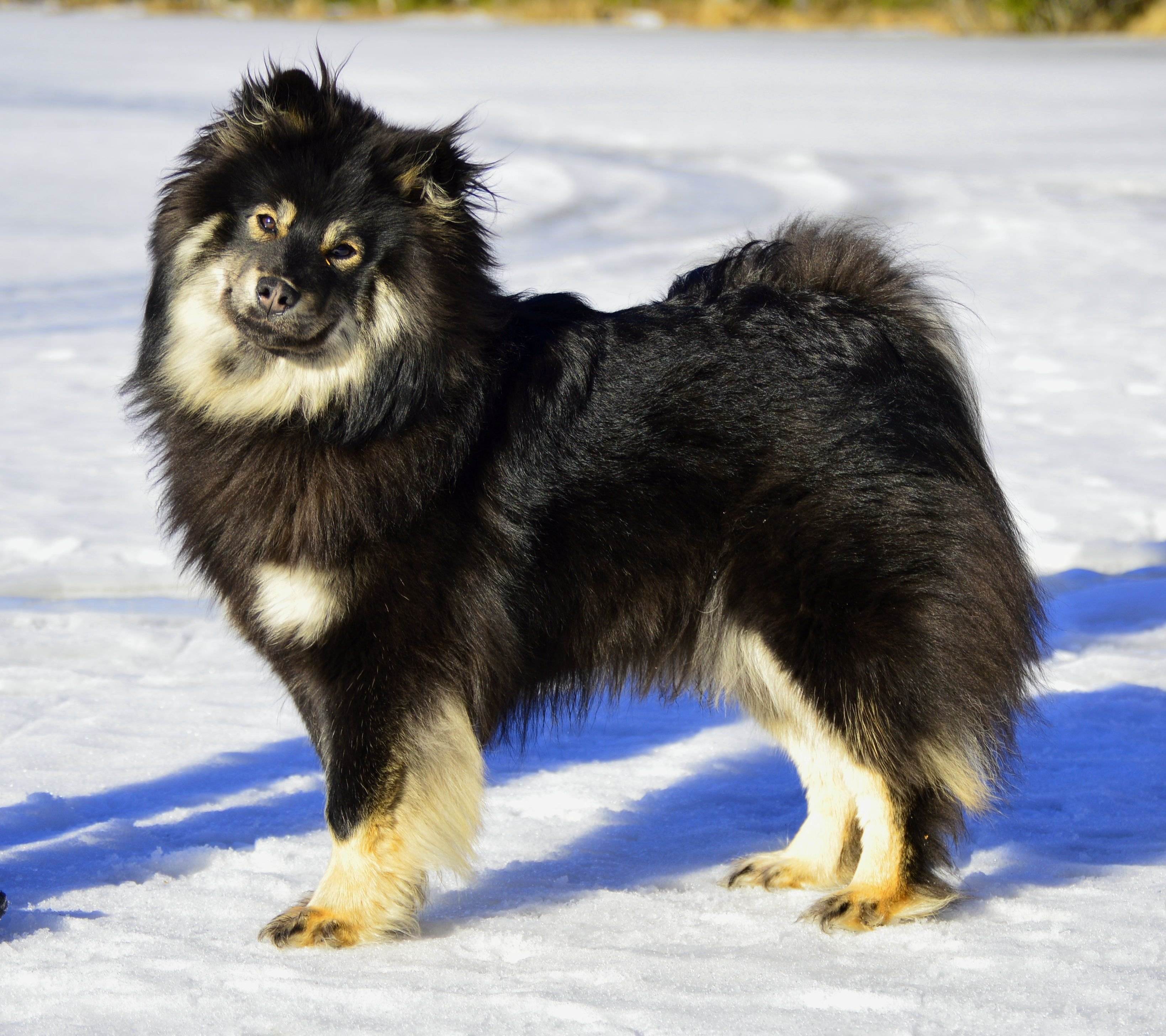 Ненецкая лайка. племенное дело в служебном собаководстве