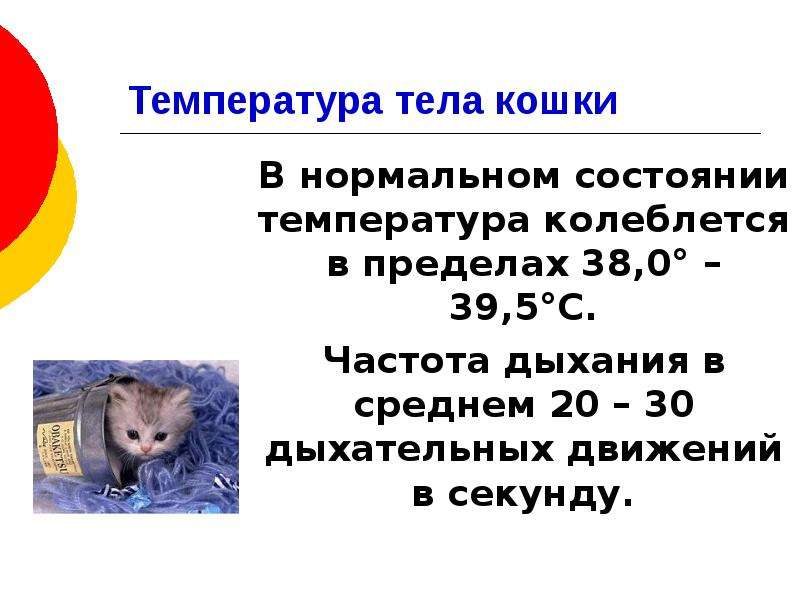 Повышенная температура у кошки: как измерить и помочь | блог ветклиники "беланта"