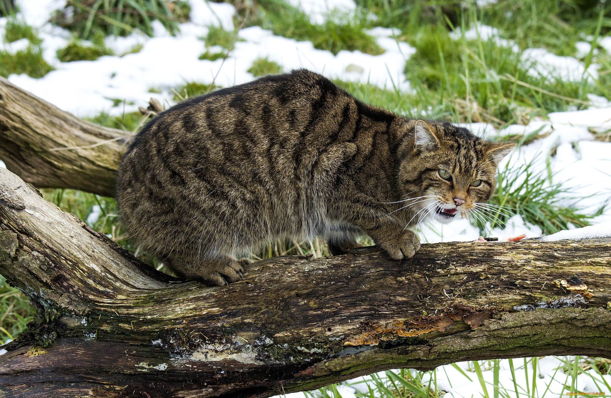 Описание амурских лесных котов — особенности дальневосточной дикой породы