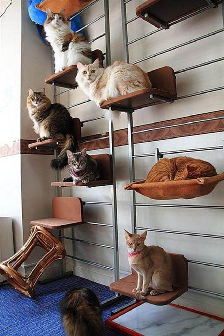 Кошка в квартире или частном доме: где лучше жить домашним животным?