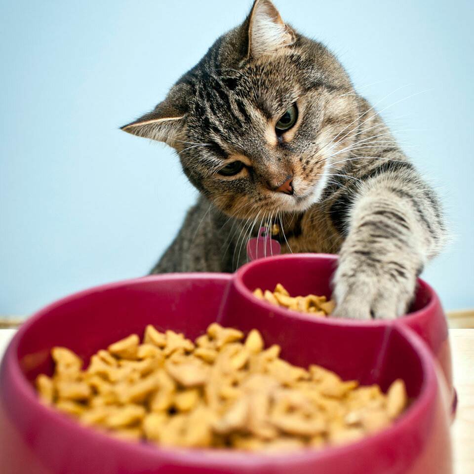 Почему кошка закапывает миску с едой или скребет лапой рядом с ней