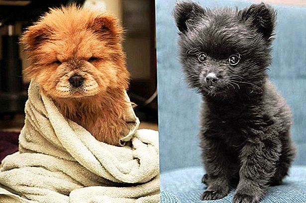 ᐉ породы собак очень похожих на медвежат - zoovet24.ru