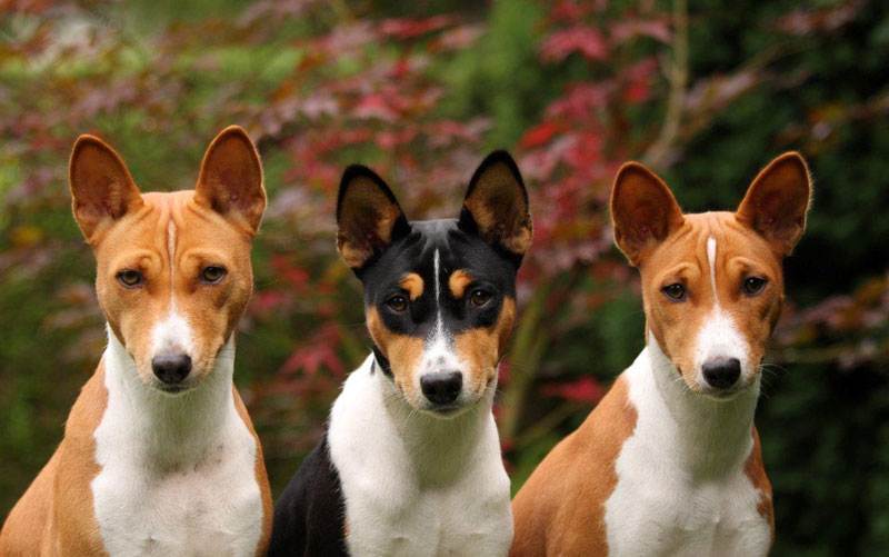12 самых тихих пород собак, которые практически не лают