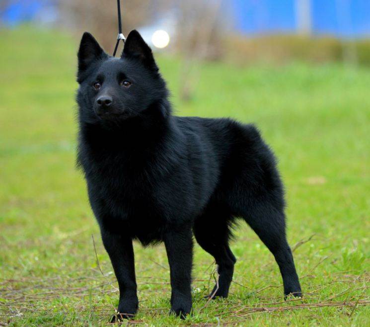 Шипперке (схипперке): описание породы собак с фото и видео
