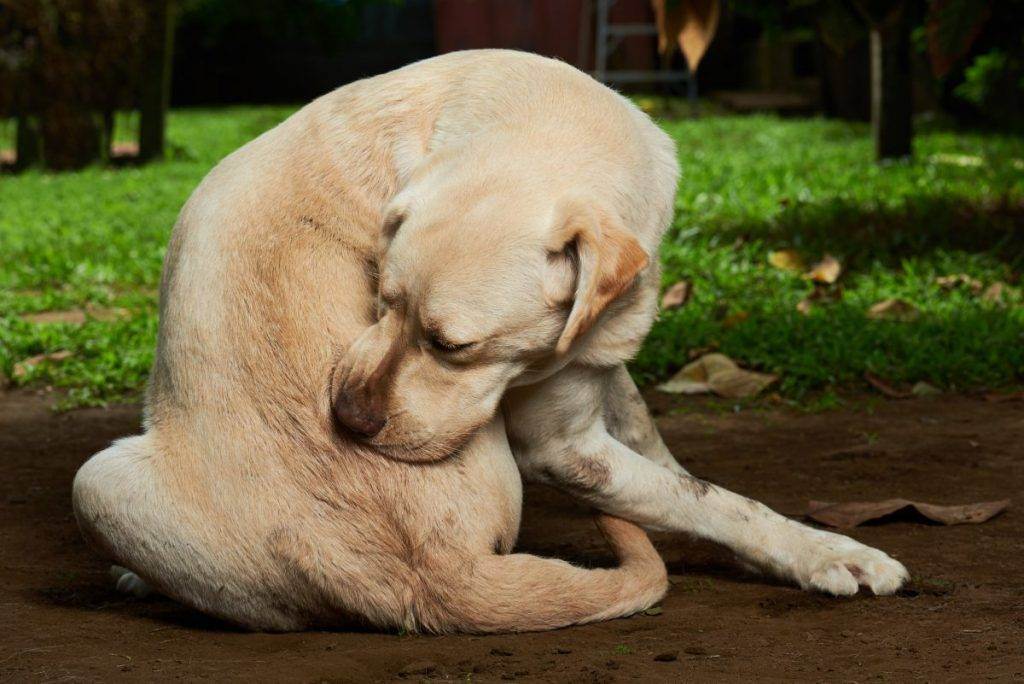 Почему собака чешется и грызет себя: причины зуда у собаки, лечение первопричины, средства для снятия зуда
