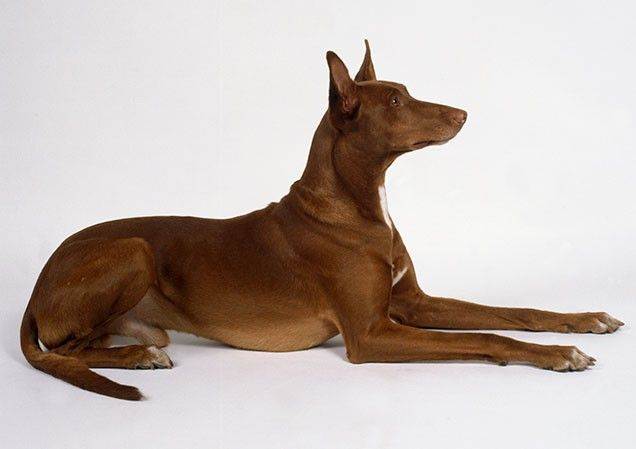 Фараонова собака: характеристика и описание породы, фото | все о собаках