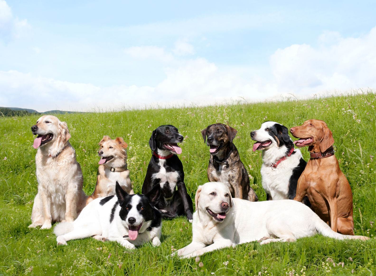 Рейтин из 10 самых лучших охотничьих пород собак в мире — природа мира
