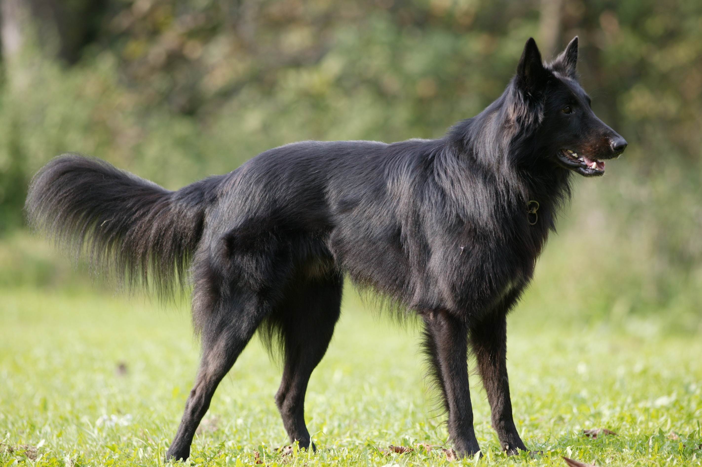 Грюнендаль (порода собак), бельгийская овчарка: описание породы