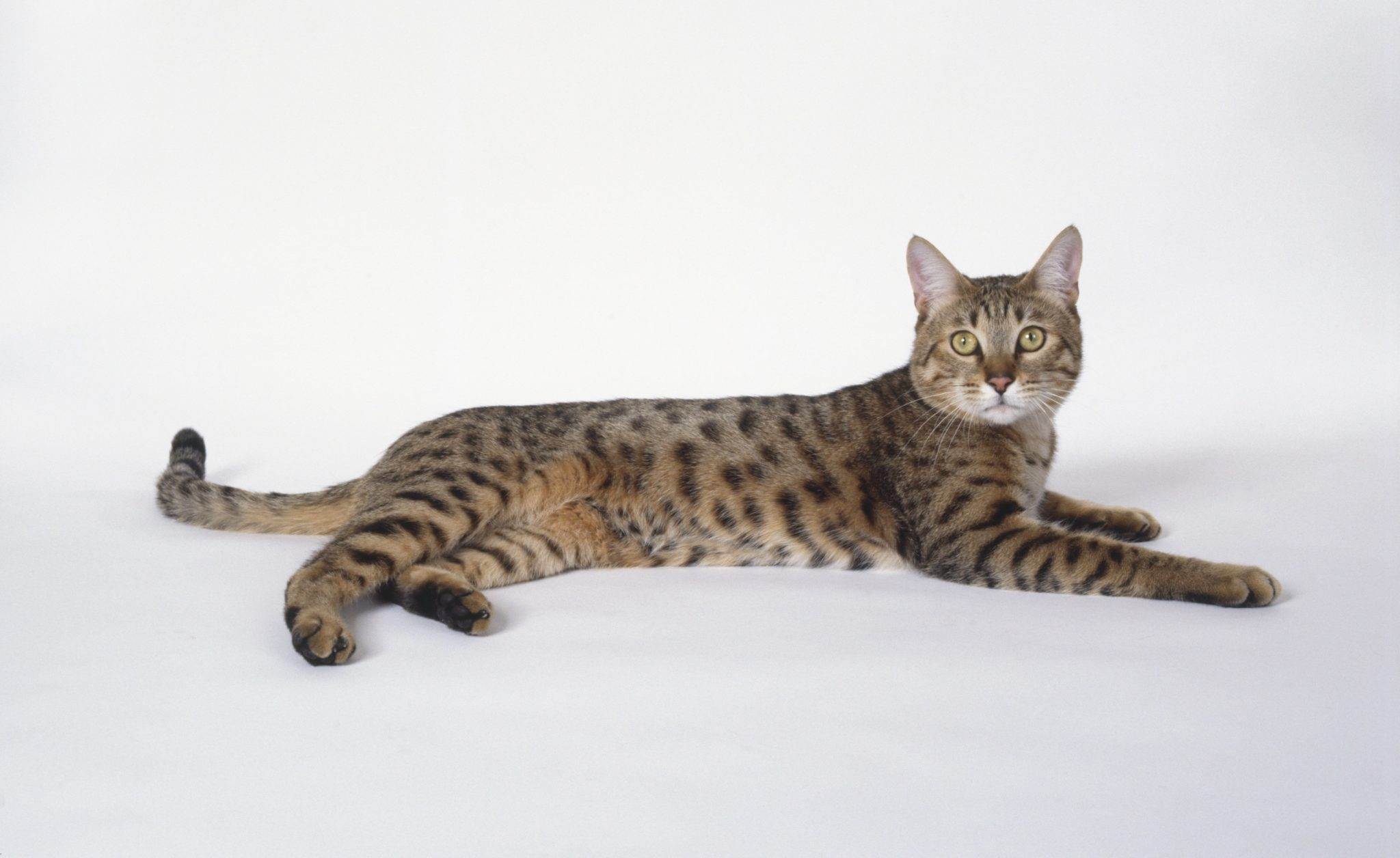 ᐉ калифорнийская сияющая кошка - описание пород котов - ➡ motildazoo.ru