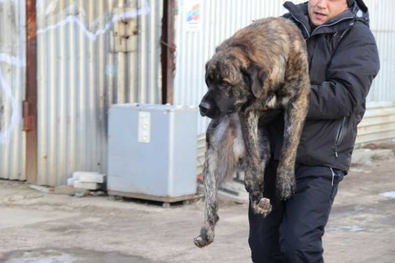 «разворовывалось 2 млрд рублей в год»: по чьей вине в рф расплодились бездомные собаки