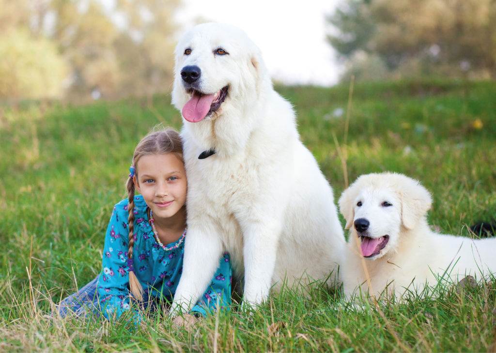 Рейтинг лучших пород собак, которые любят детей: внешний вид, характер, особенности