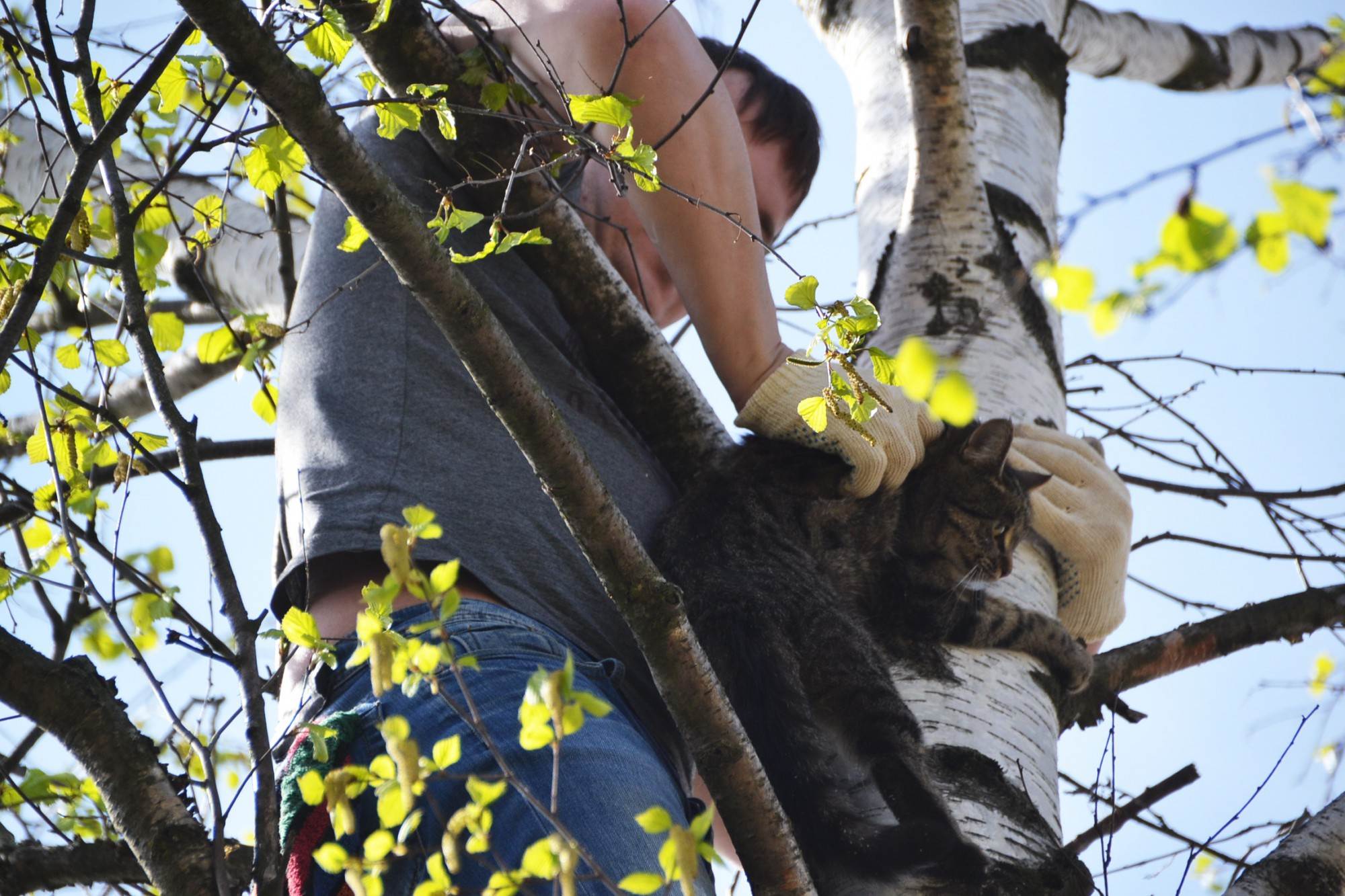 Как снять кошку с дерева: советы, помощь, рекомендации | ваши питомцы