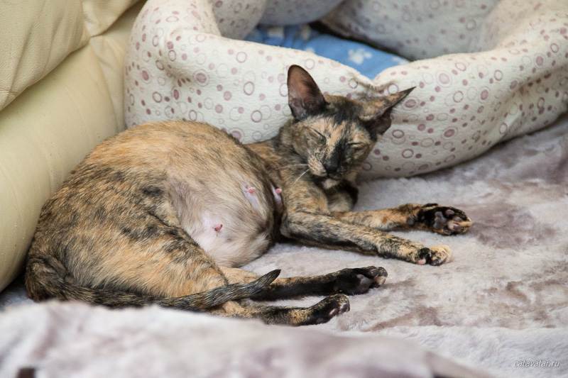 Беременность у кошки – признаки, длительность, принятие родов