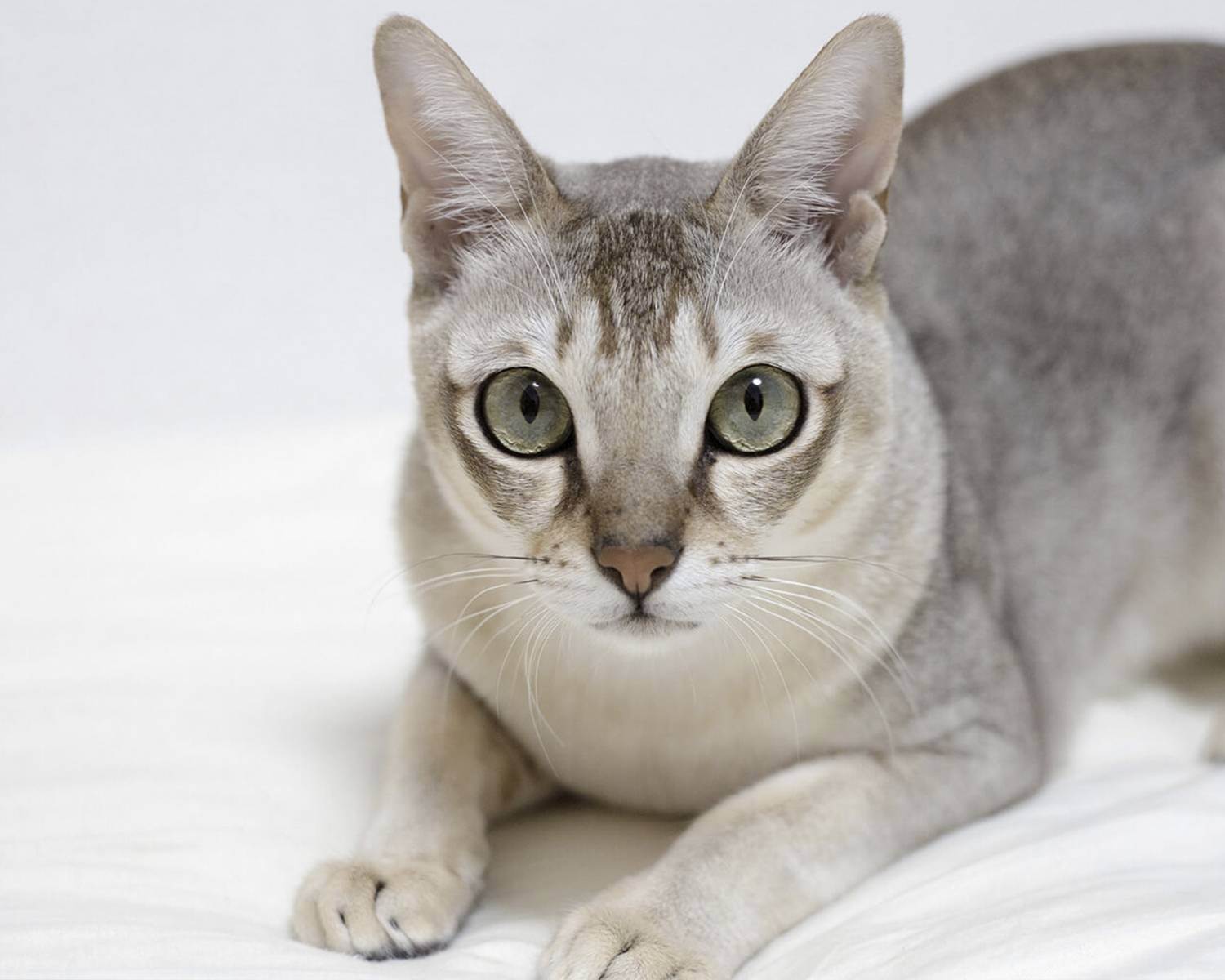 Сингапурская кошка описание породы особенности характера