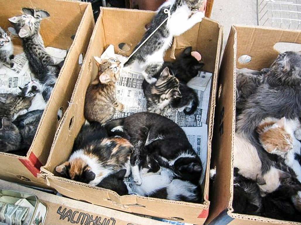 Можно взять кошку. Коробка с котятами. Коробочники с животными. Птичий рынок. Птичий рынок котята.