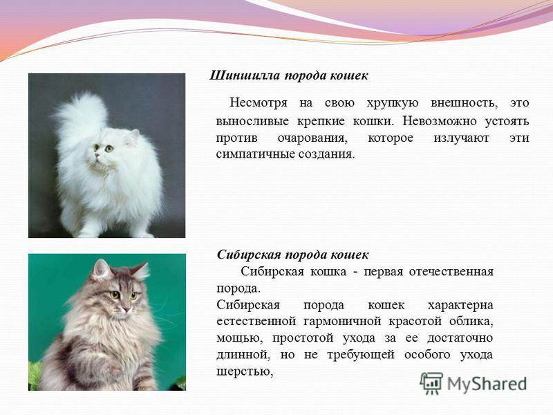 Чем персидская кошка отличается от других пород и как за ней ухаживать - мир кошек