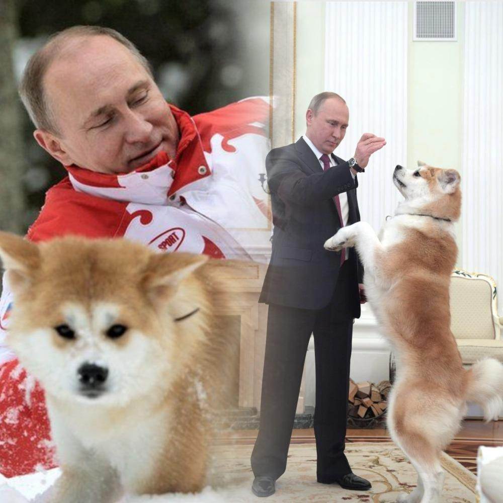 Собаки российских звезд: подборка фото