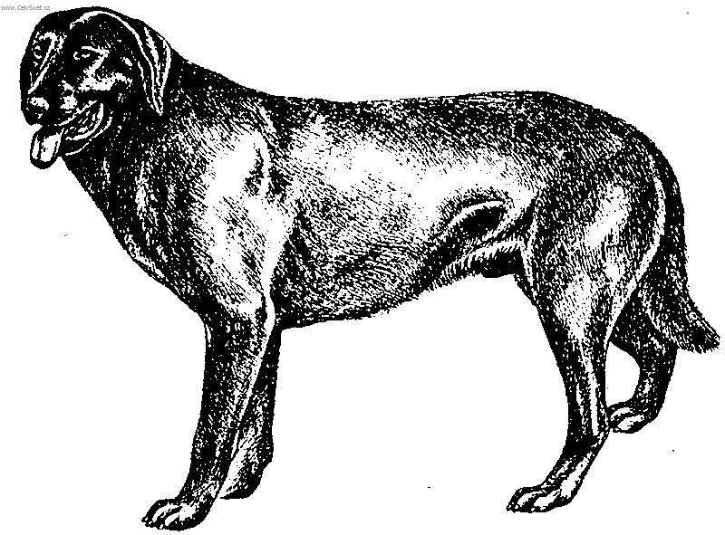 Обзор и описание маленьких пород собак