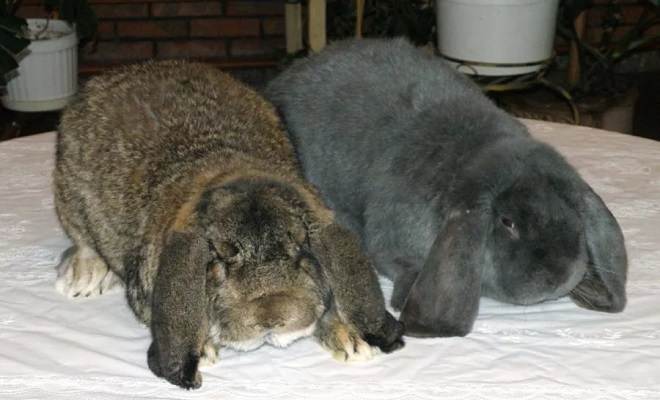 Разведение кроликов французский баран в домашних условиях