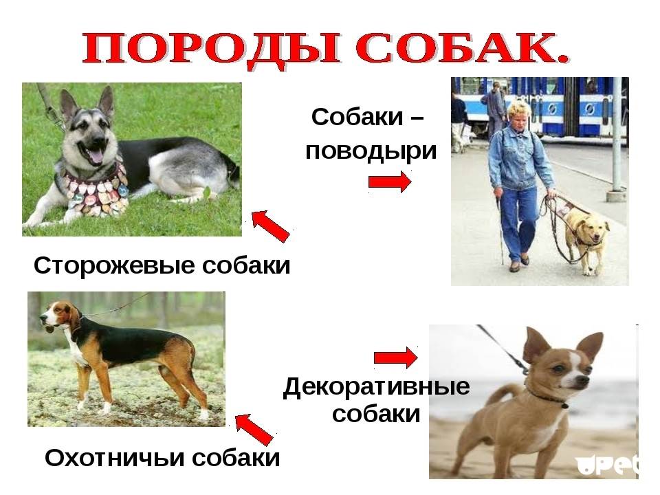 Служебные породы собак: топ-10 с фотографиями и названиями
служебные породы собак: топ-10 с фотографиями и названиями