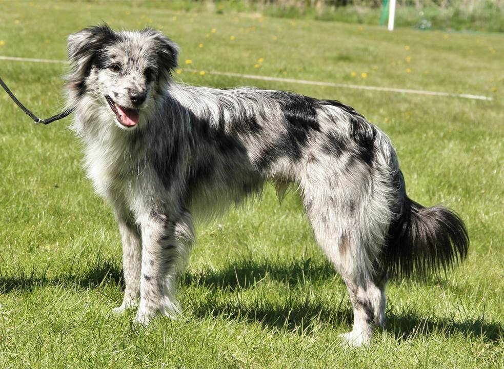 Пиренейская овчарка: фото и описание породы собак
пиренейская овчарка: фото и описание породы собак