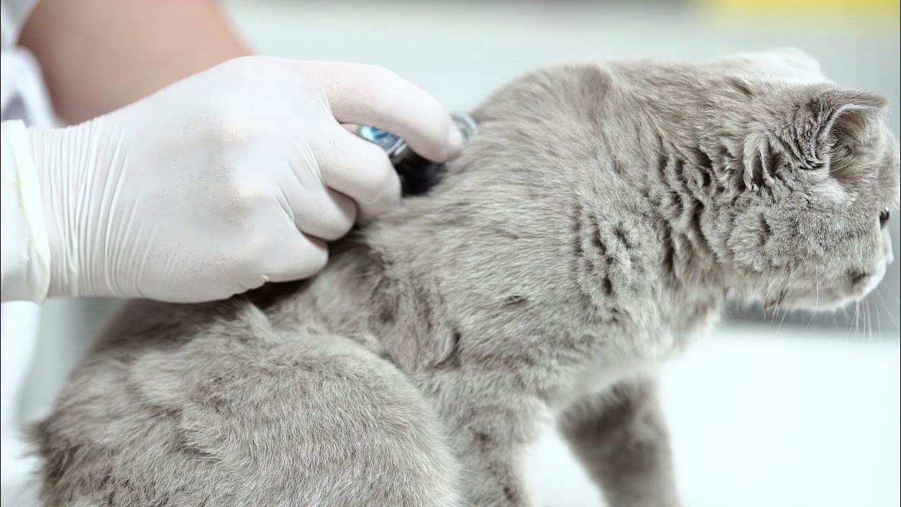 Дерматит у кошки: симптомы, лечение, профилактика и причины развития дерматита