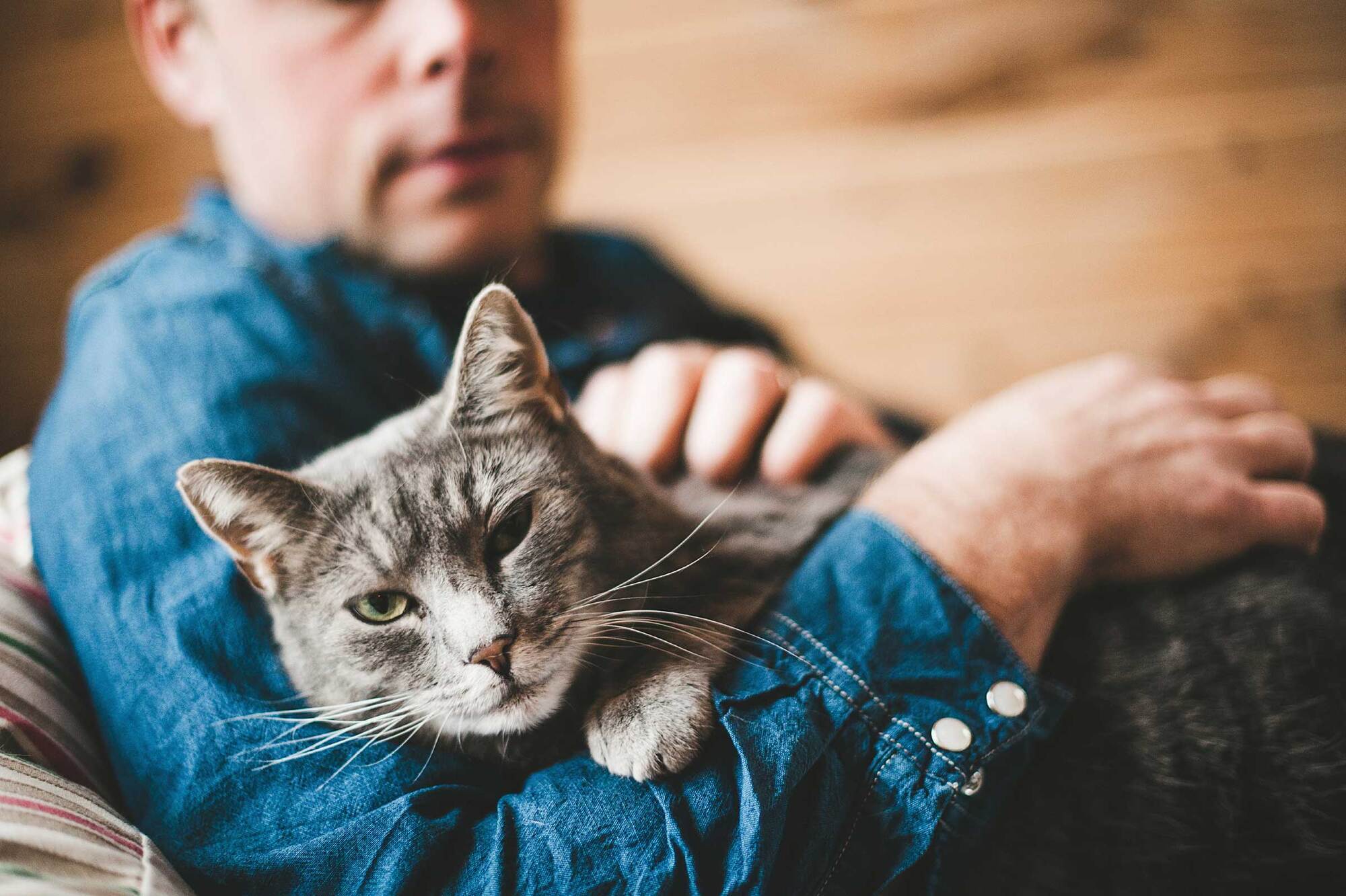Как кошки проявляют любовь к хозяину – топ 18 проявлений любви