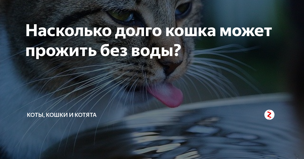 Сколько дней кошка может прожить без воды