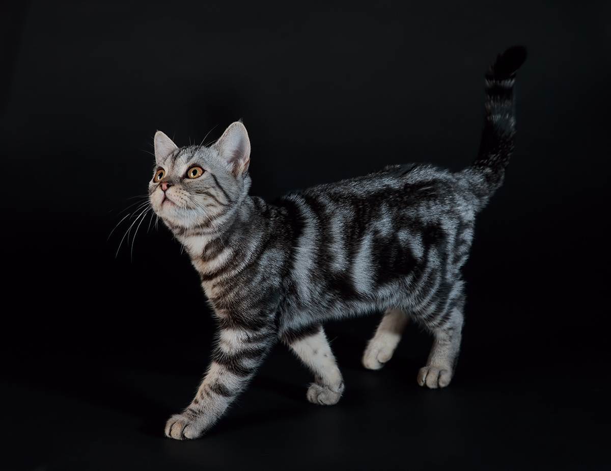 Короткошерстные кошки: список пород с фото, уход за шерстью