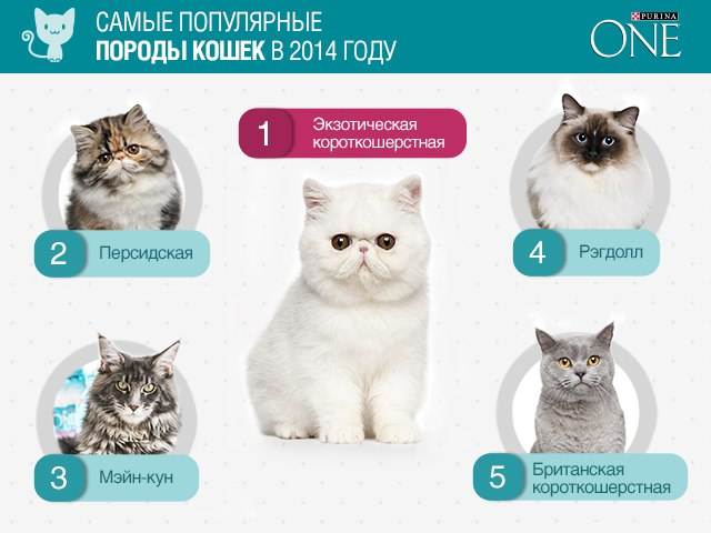 Топ 15: самые популярные породы кошек 2020 [фото и названия]