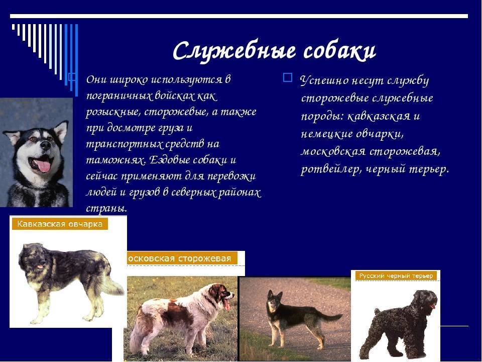 Глава ii основные породы служебных собак (частный экстерьер) / техника дрессировки служебных собак