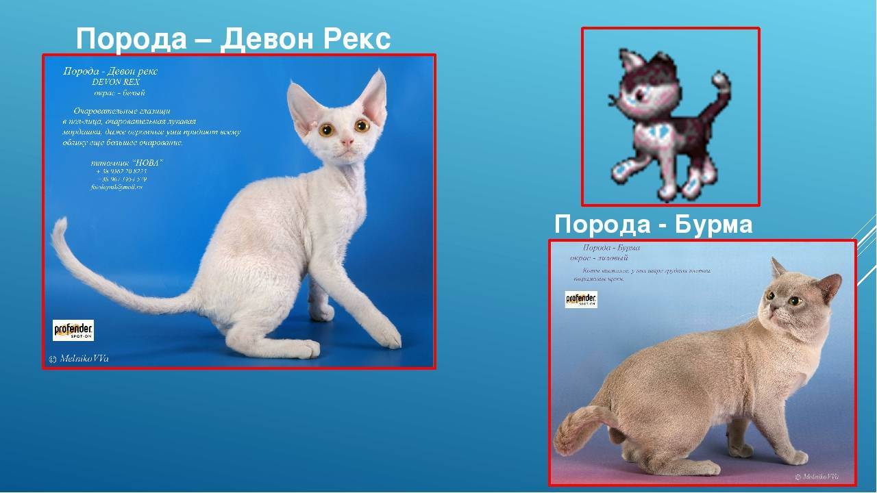 Девон рекс: описание, характер, как ухаживать за породой кошек девон-рекс, фото