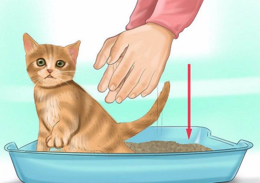 Como educar a un gato