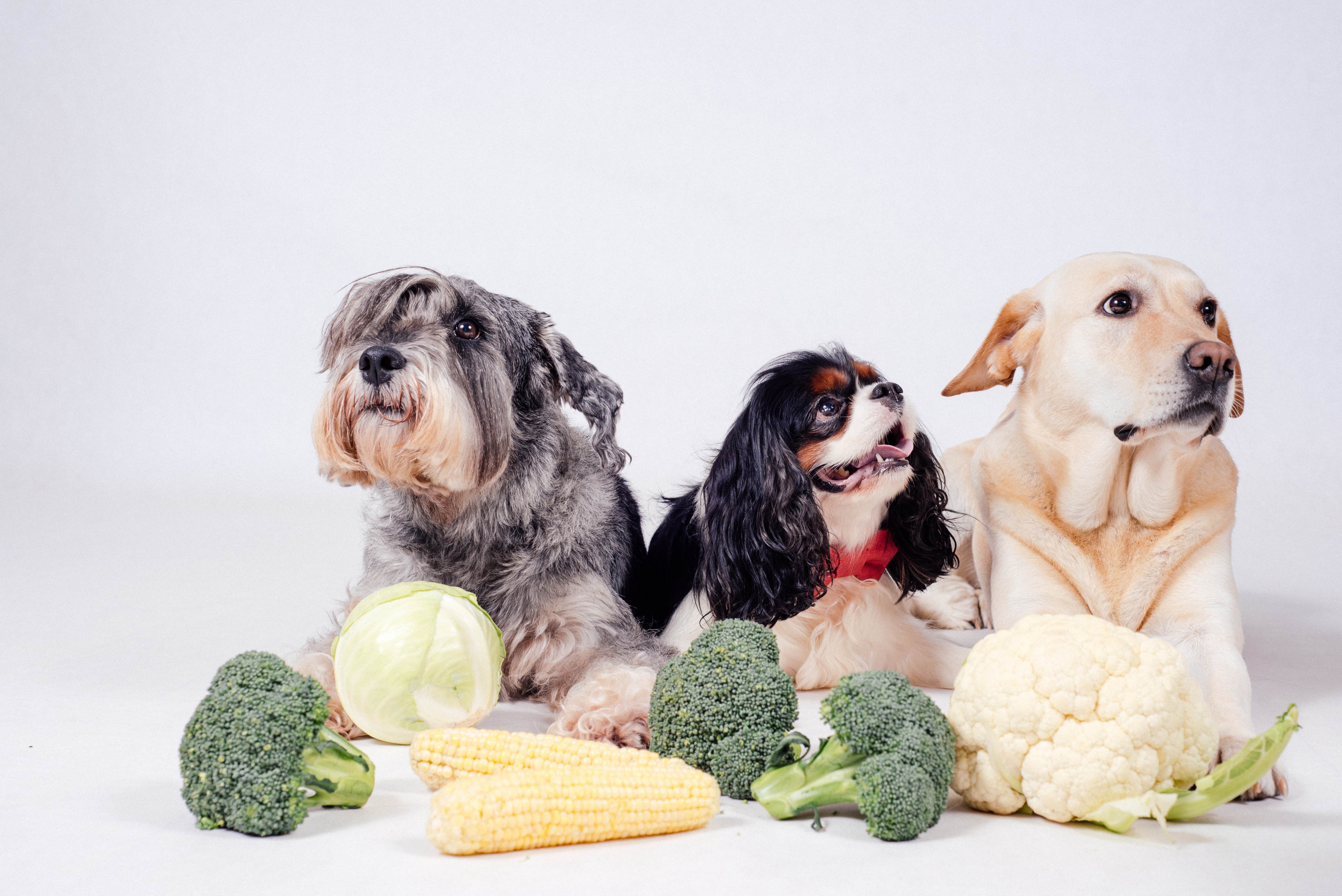 ᐉ собаки: чем кормить на натуралке, примеры меню по дням, запрещенные продукты - kcc-zoo.ru