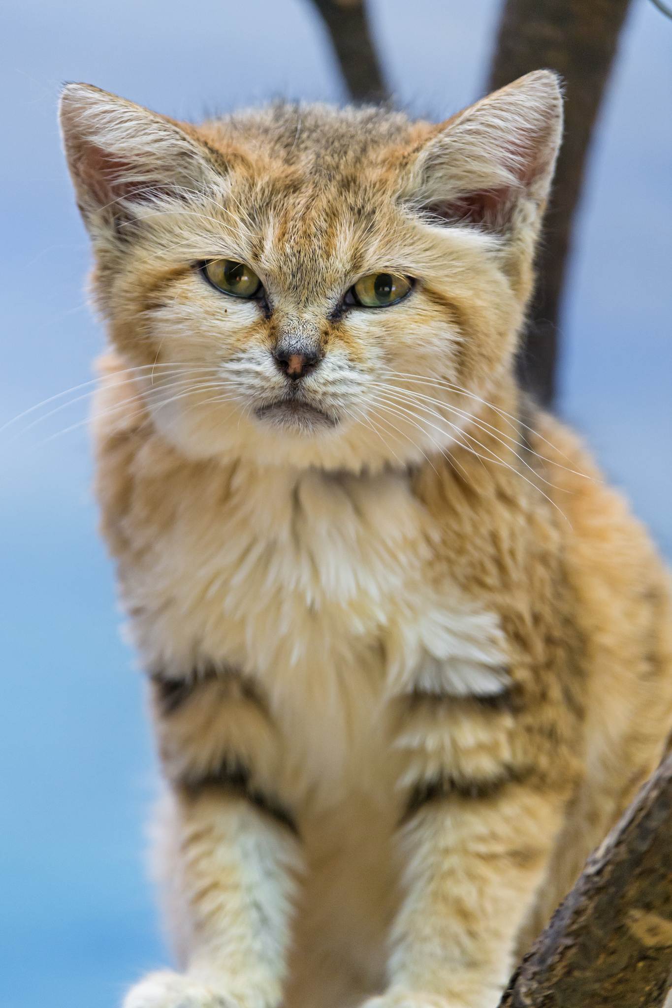 Подробный обзор бархатного кота: описание внешнего вида пустынной кошки
