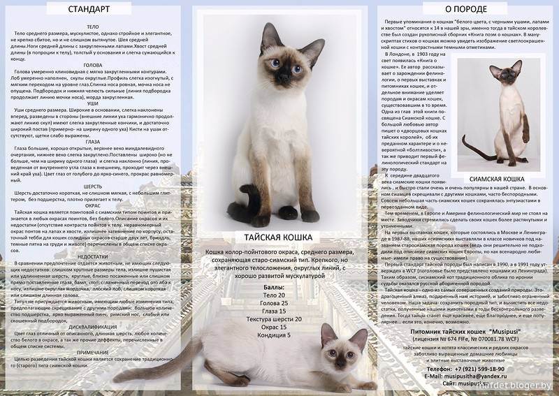 Яванская кошка: описание и характер породы, уход, фото