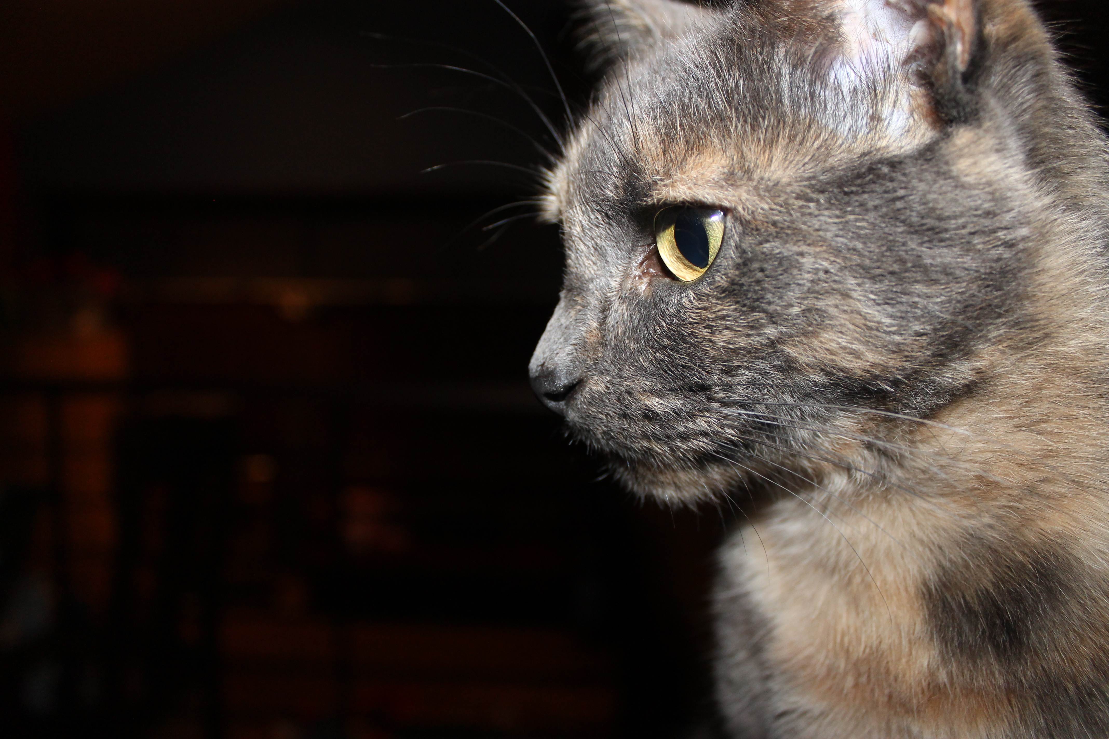 Лишай у кошек: признаки с фото, разновидности, диагностика и лечение