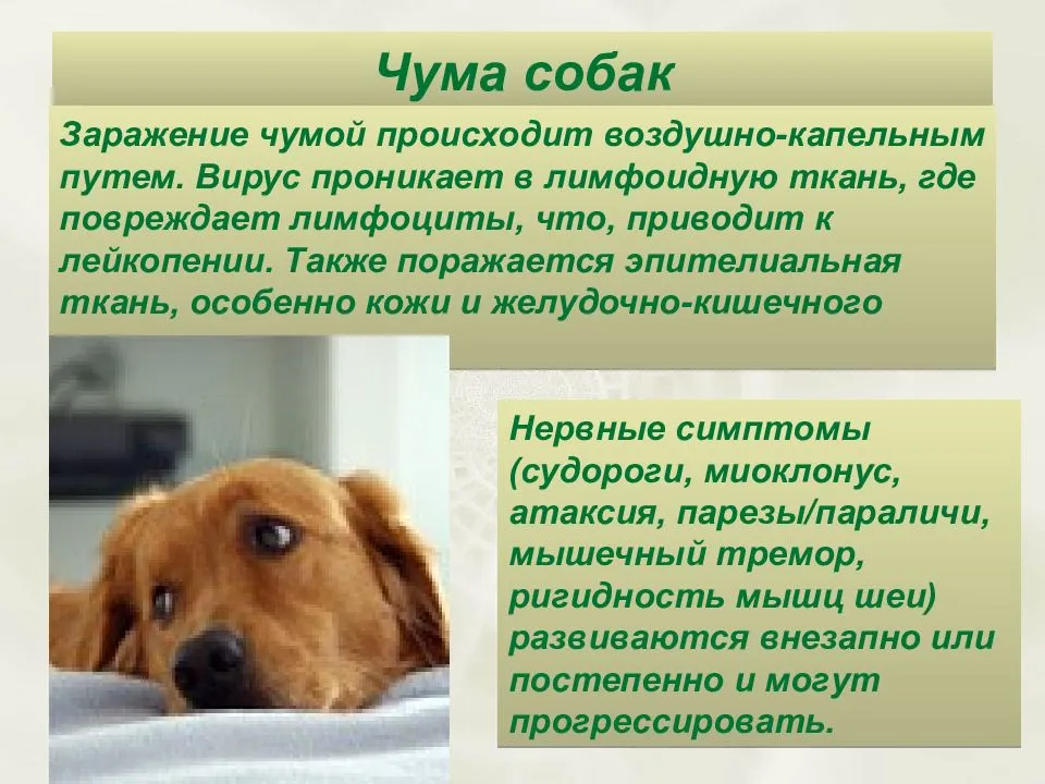 Чумка у собак: первые признаки и лечение, правила поведения. – ветеринарные клиники ушихвост, полный спектр услуг для животных.