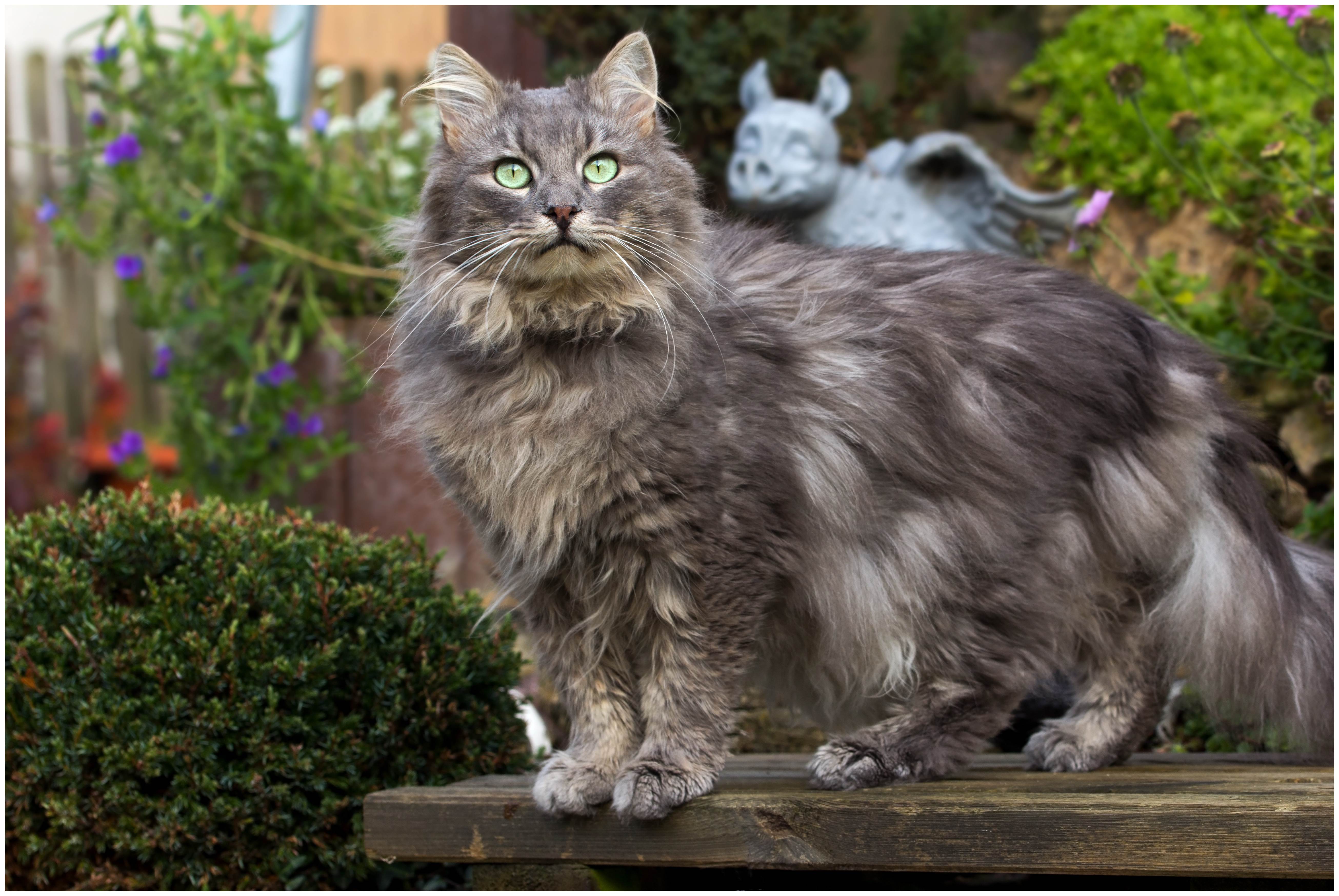 23 породы длинношерстных кошек: 60+ фото и описание