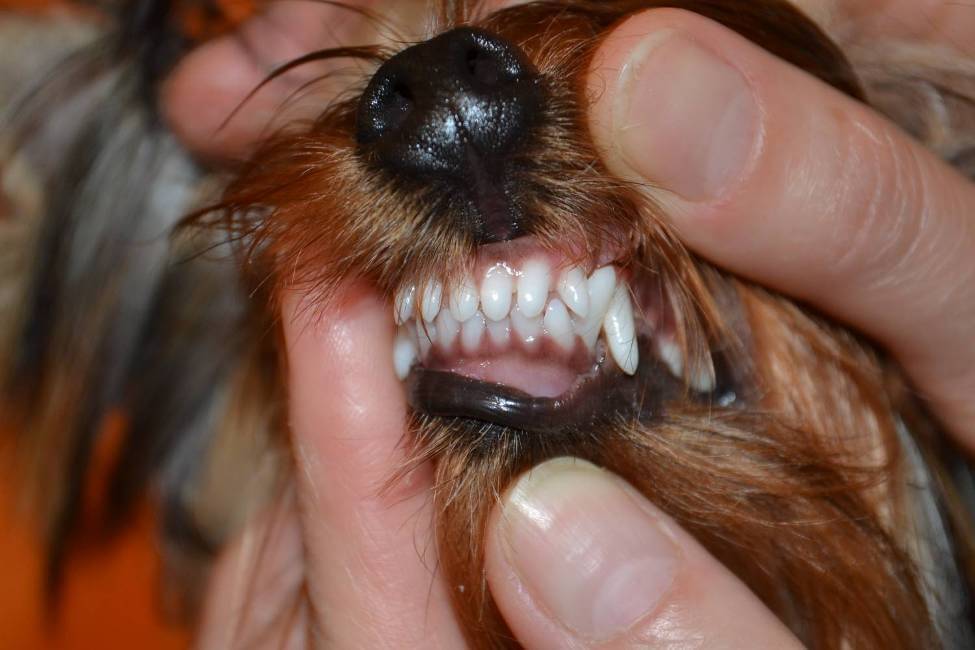 У собаки выпадают зубы: какие, в каком возрасте молочные, коренные, передние у взрослой, старой - блог о животных - zoo-pet.ru