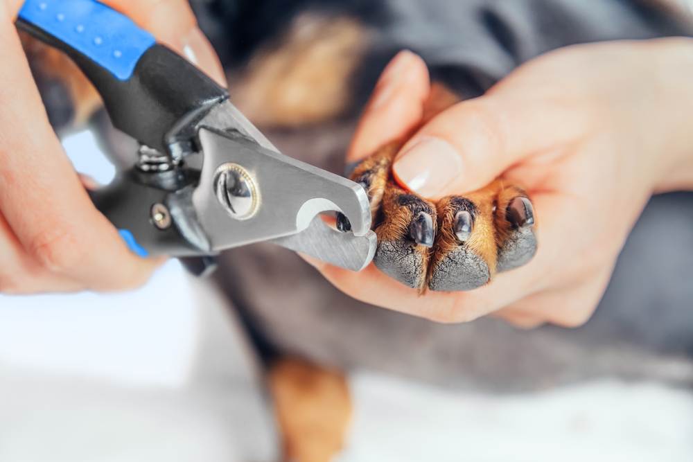 Как обрезать когти собаке - советы, подсказки и методы