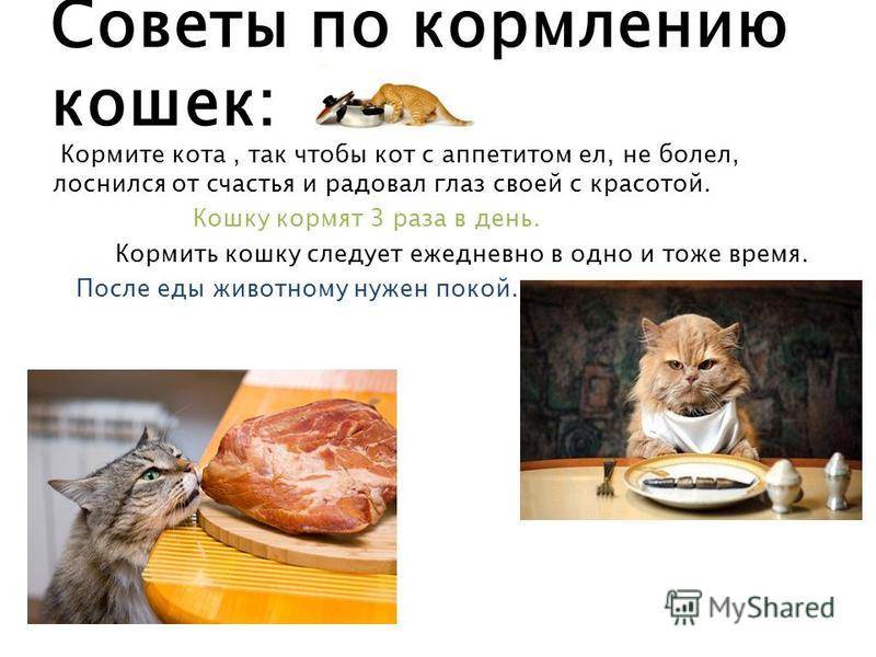 Чем кормить кошку - кормами или натуральной едой | вся правда о правильном питании кошек и котов! | caticat.ru