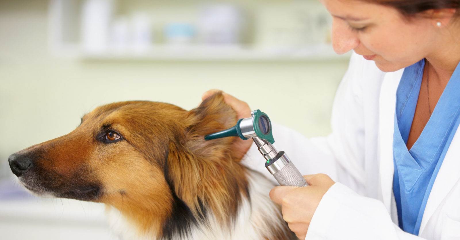 Отит у собак: причины, симптомы, лечение и профилактика