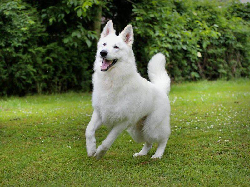 Все о белых швейцарских овчарках: характер, как выглядит собака, содержание