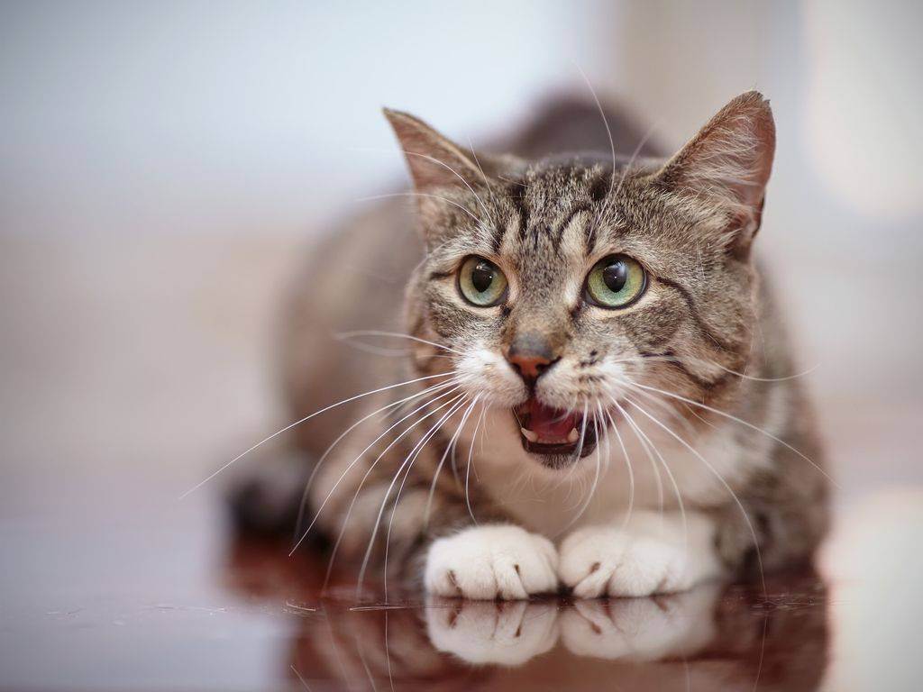 Почему кот хрипит и тяжело дышит: опасные и неопасные причины, первая помощь, лечение патологий